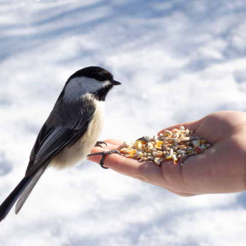 Garden Bird Feed, Garden Birds, Garden Birds Feed