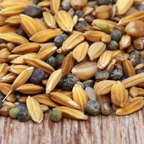 Garden Bird Feed, Garden Birds, Garden Birds Feed