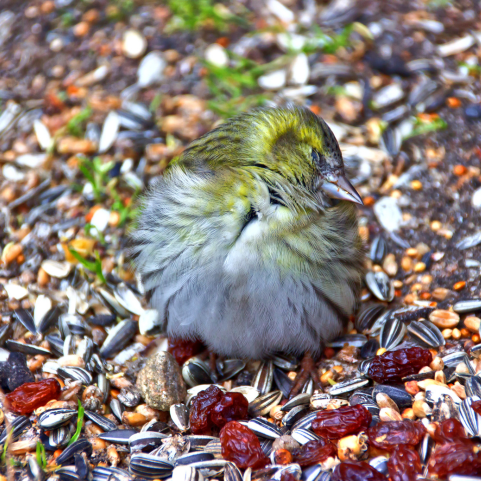 Wild Bird Feed, Cakes For Birds, Raisins For Birds