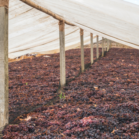Raisins Production, Raisins Production In India