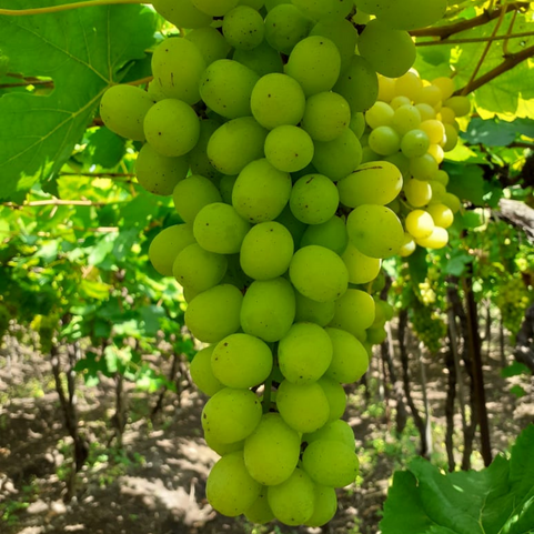 Thompson Seedless Grapes