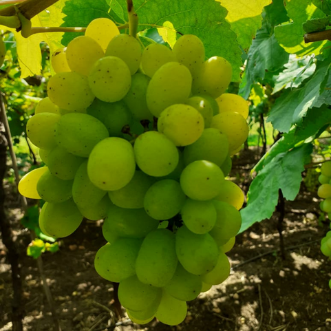 Thompson Seedless Grapes