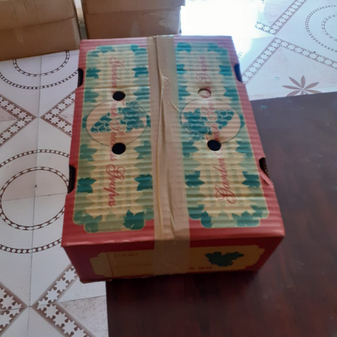 Thompson Seedless Grapes